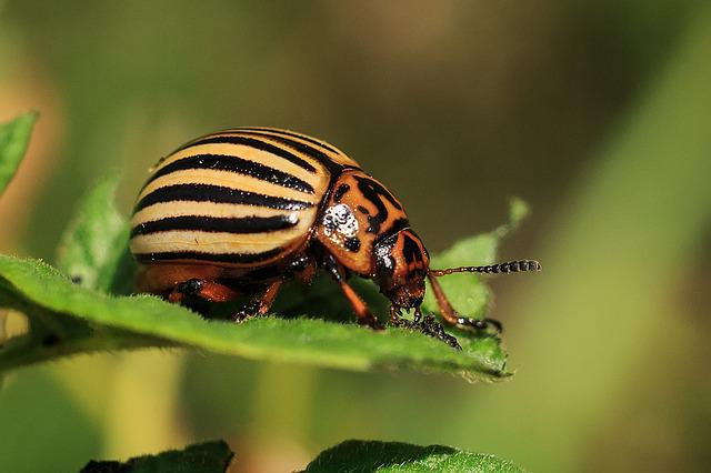 Tips to Keep Garden Plants Safe from Pests